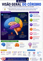 60 Mapas Visuais de Neuroanatomia (1).pdf